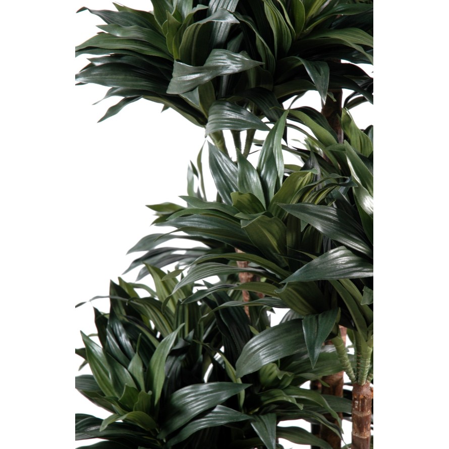 DRACAENA FRAGRANS COMPACTA