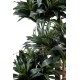 DRACAENA FRAGRANS COMPACTA