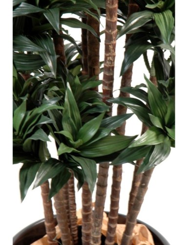 DRACAENA FRAGRANS COMPACTA