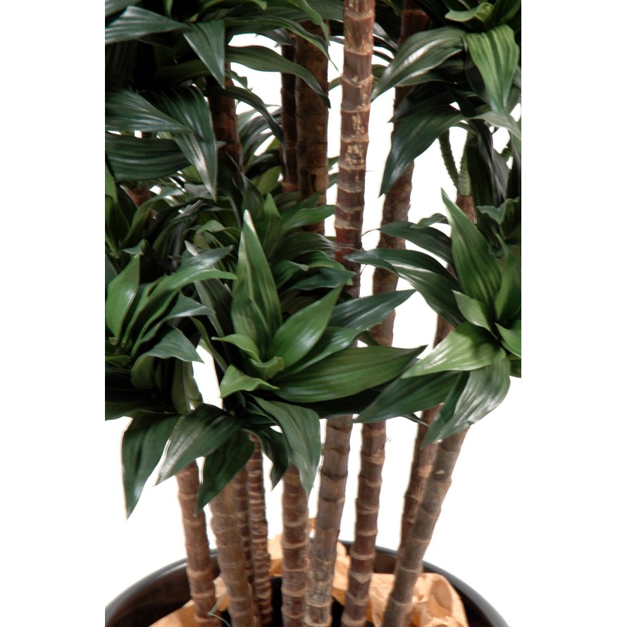 DRACAENA FRAGRANS COMPACTA