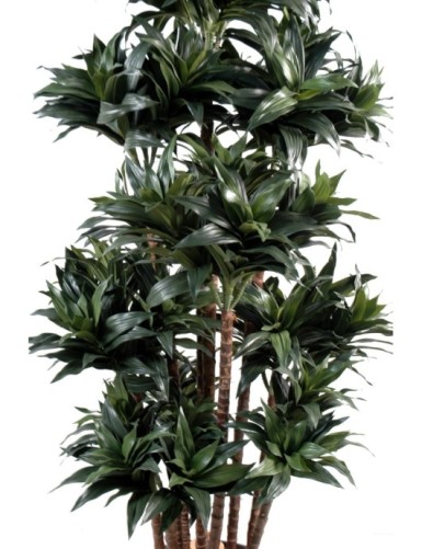 DRACAENA FRAGRANS COMPACTA