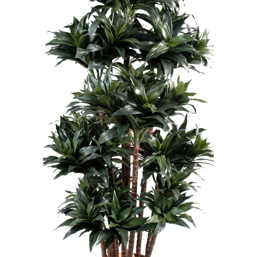 DRACAENA FRAGRANS COMPACTA