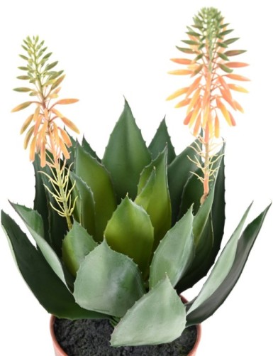 AGAVE FLEURIE