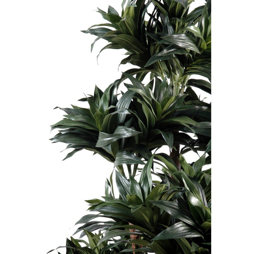 DRACAENA FRAGRANS COMPACTA