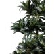 DRACAENA FRAGRANS COMPACTA