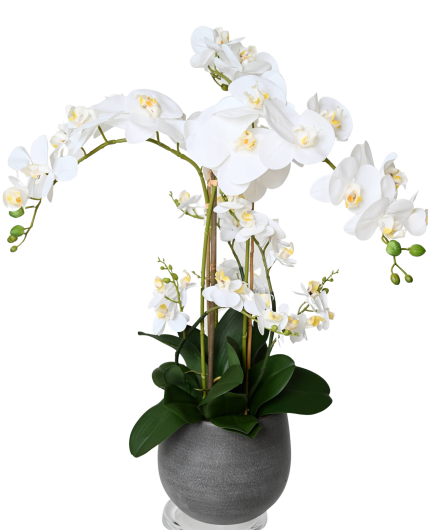 WHITE PHALAENOPSIS BOUQUET