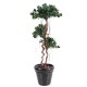 FICUS PANDA NEW 150