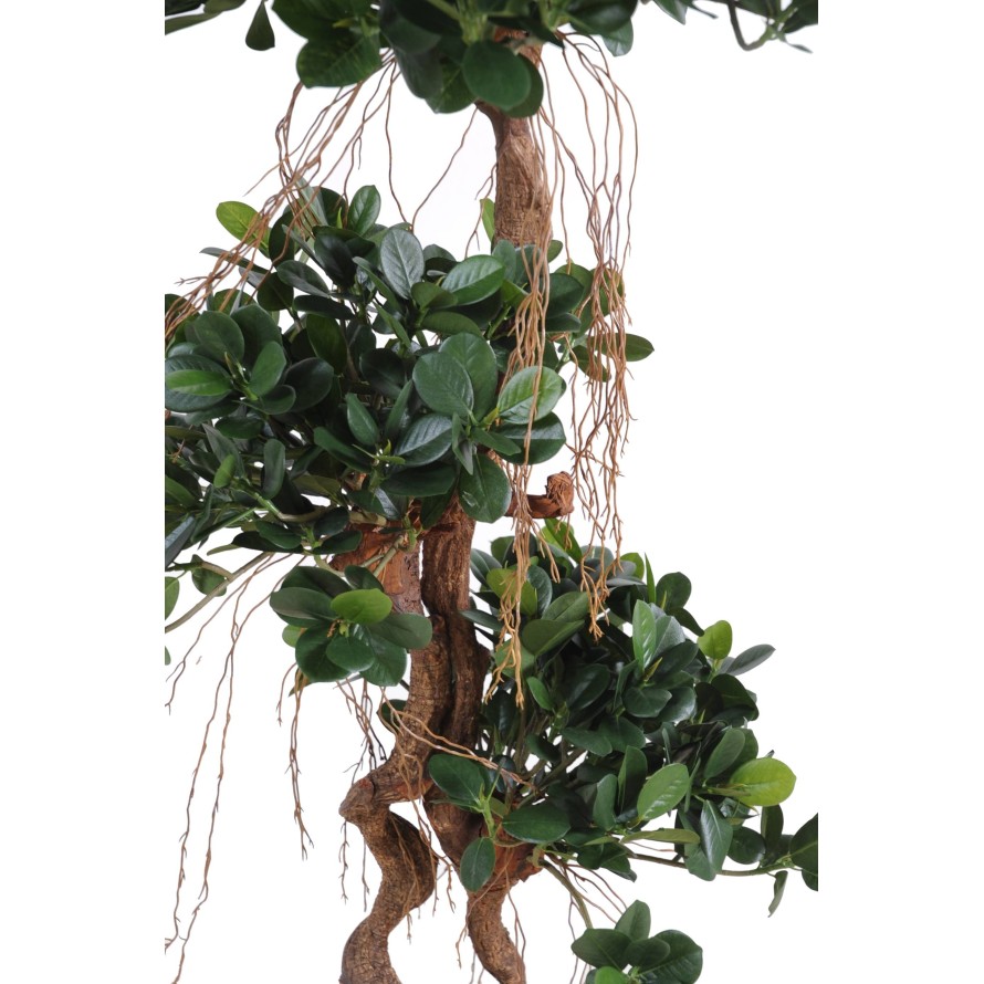 FICUS PANDA NEW 150