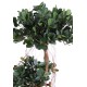 FICUS PANDA NEW 150