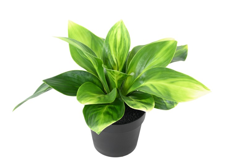 HOSTA POT