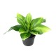 HOSTA POT