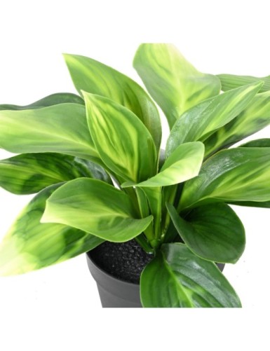 HOSTA POT