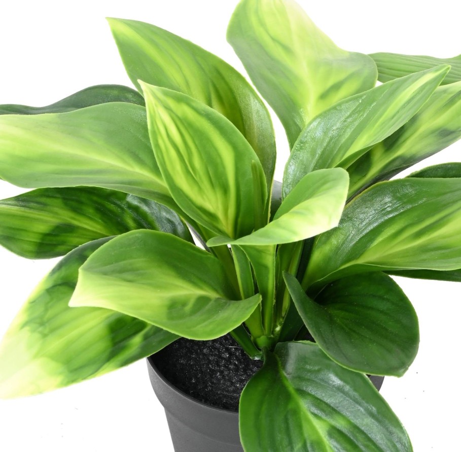 HOSTA POT