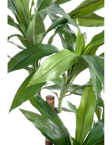 DRACAENA FRAGRANS Janet Craig