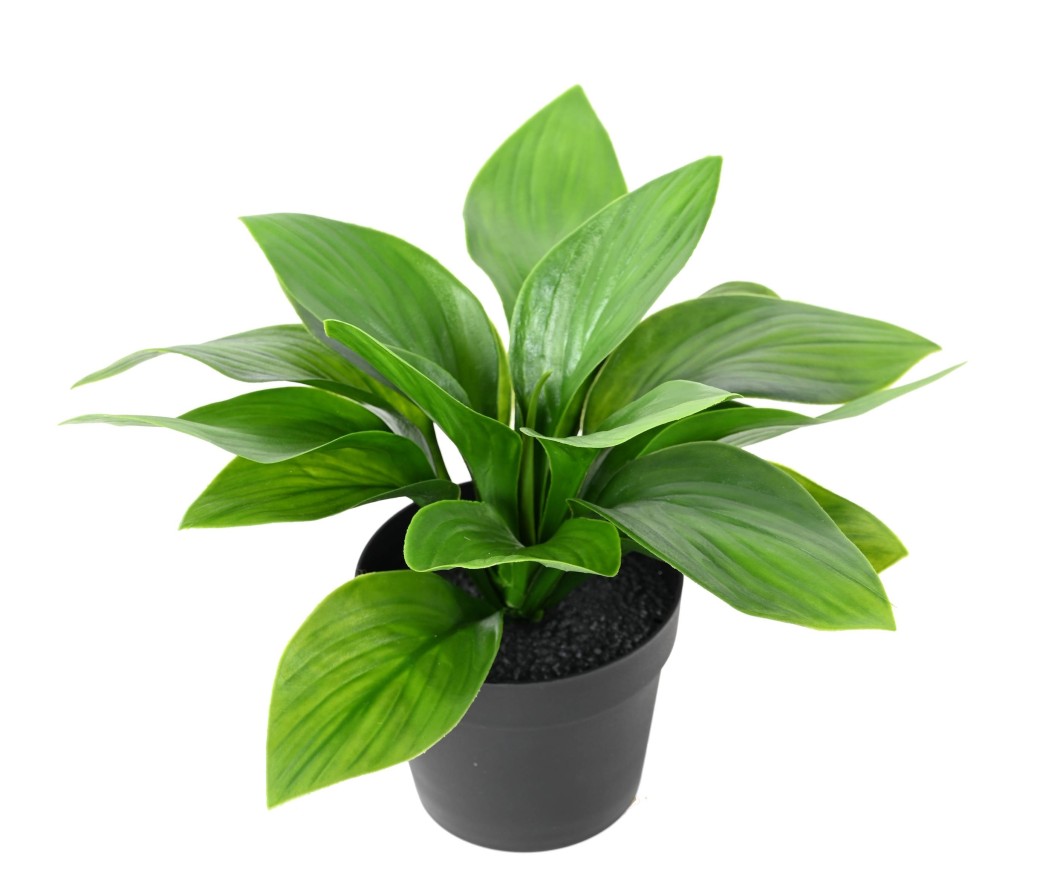 HOSTA POT