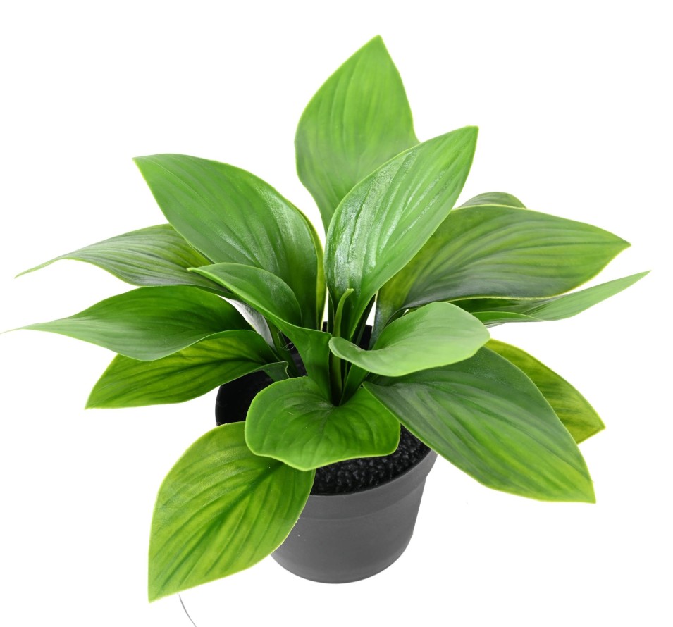 HOSTA POT