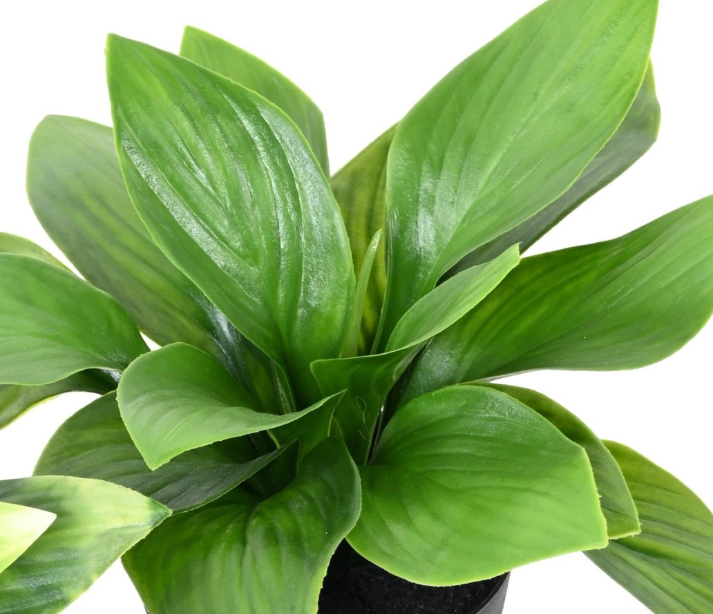 HOSTA POT