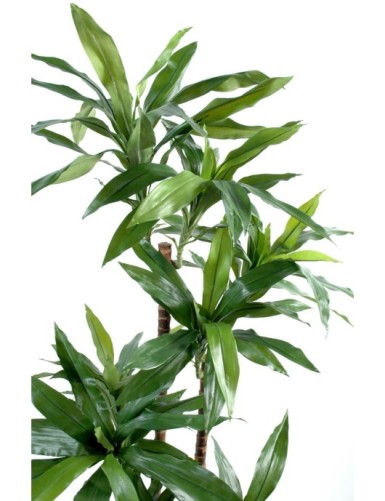 DRACAENA FRAGRANS Janet Craig