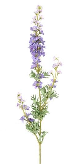 DELPHINIUM 86