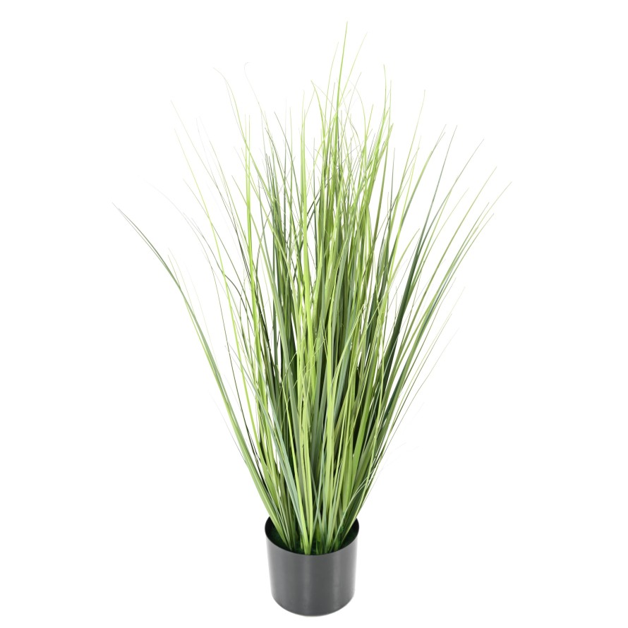 ONION GRASS NEW V