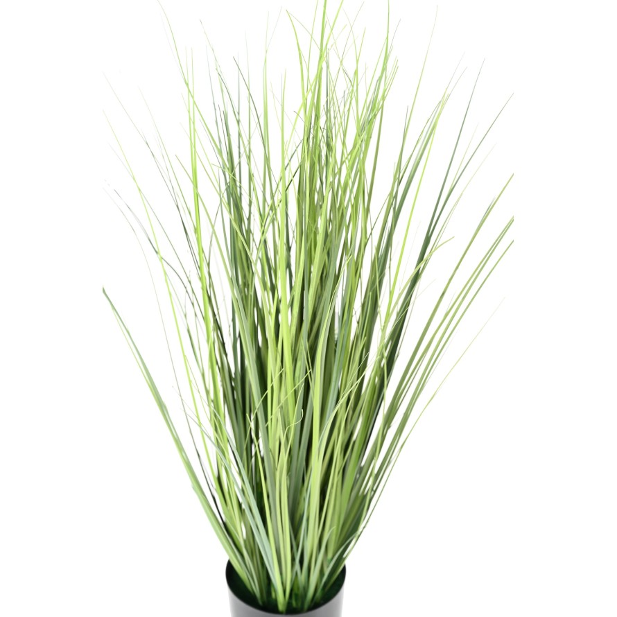 ONION GRASS NEW V