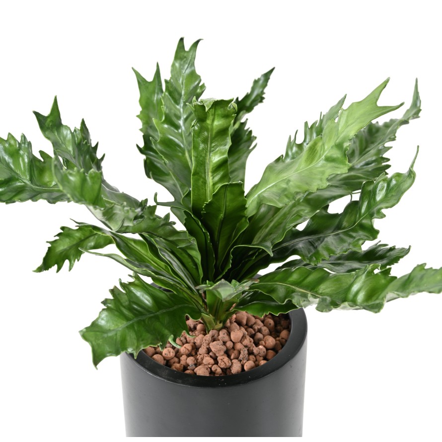 ASPLENIUM DAUCIFOLIUM Artificial