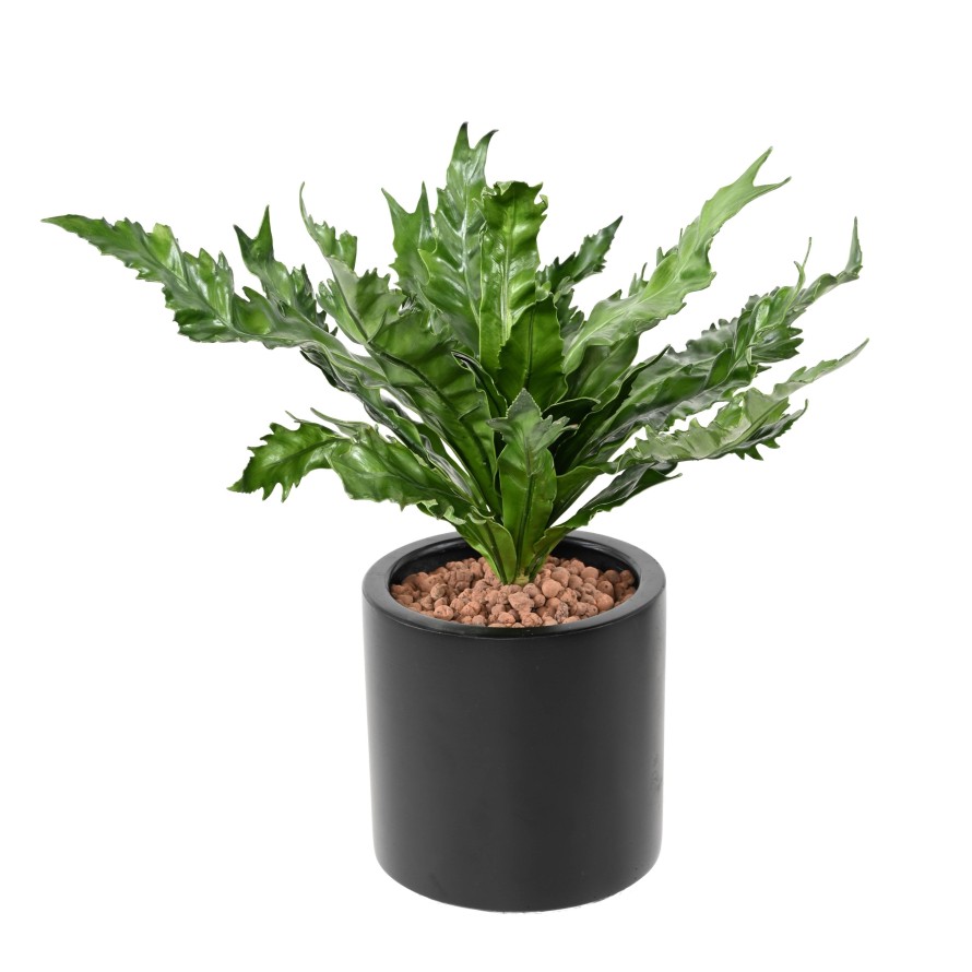 ASPLENIUM DAUCIFOLIUM Artificial