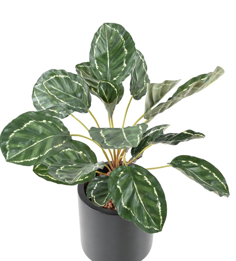 Artificial CALATHEA