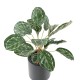 Artificial CALATHEA