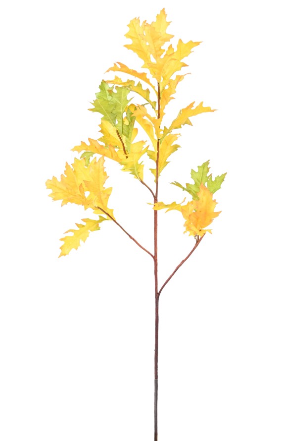 AMERICAN OAK (QUERCUS RUBA)