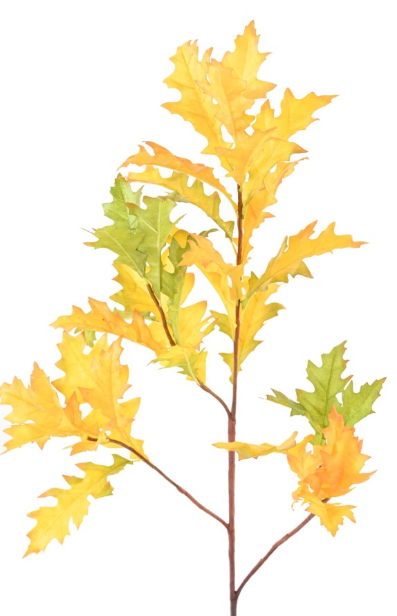 AMERICAN OAK (QUERCUS RUBA)