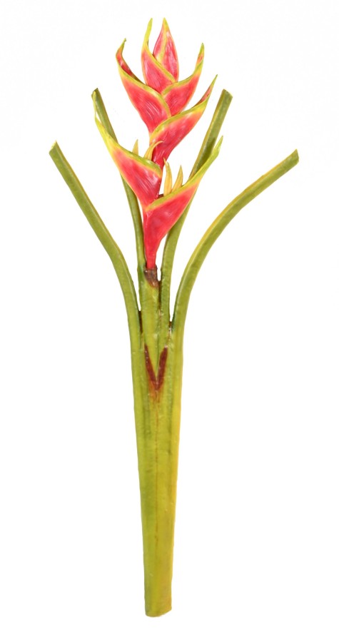 HELICONIA