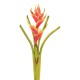 HELICONIA