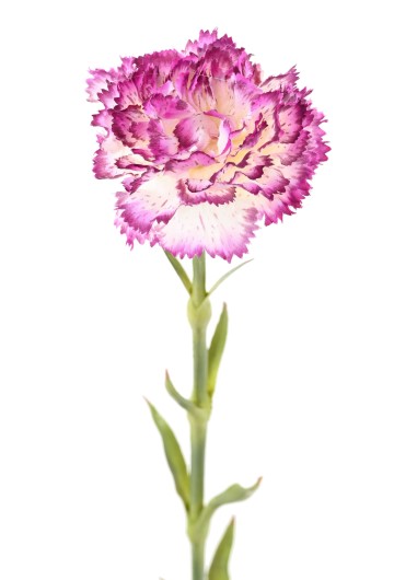 CARNATION