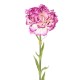 CARNATION