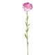 CARNATION