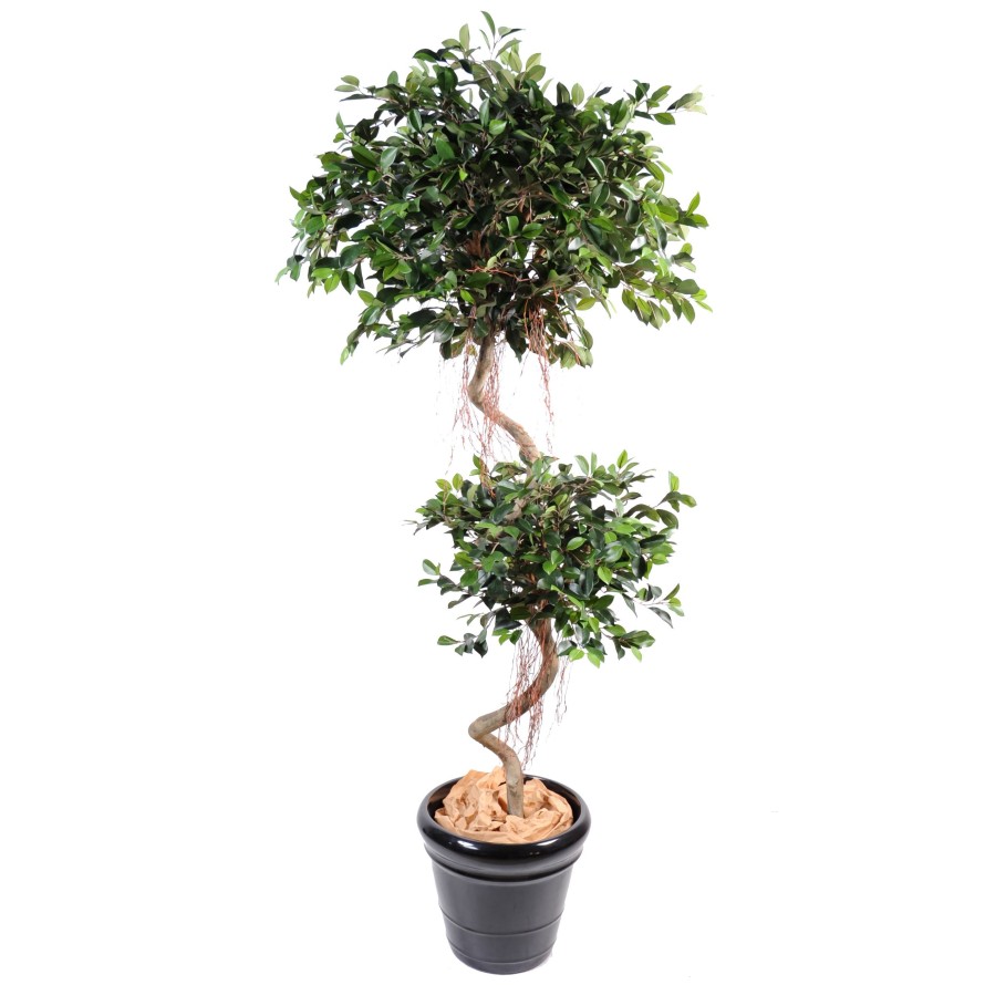 FICUS SPIRAL 2 BALLS