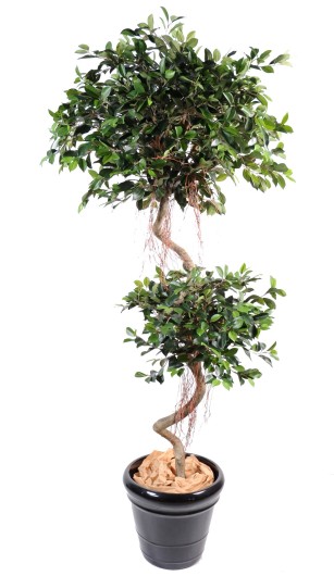 FICUS SPIRALE 2 BOULES