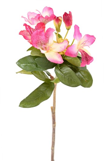 RHODODENDRON