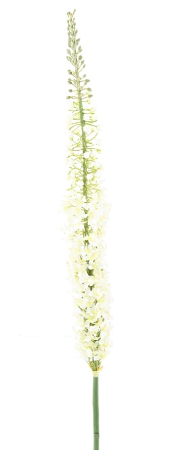 EREMURUS