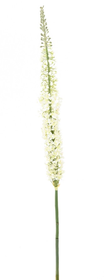 EREMURUS