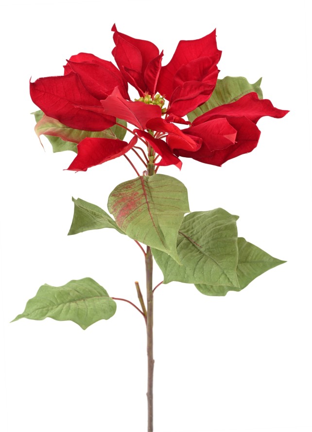 WIDE-STEMMED POINSETTIA