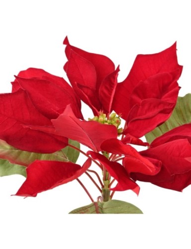 WIDE-STEMMED POINSETTIA