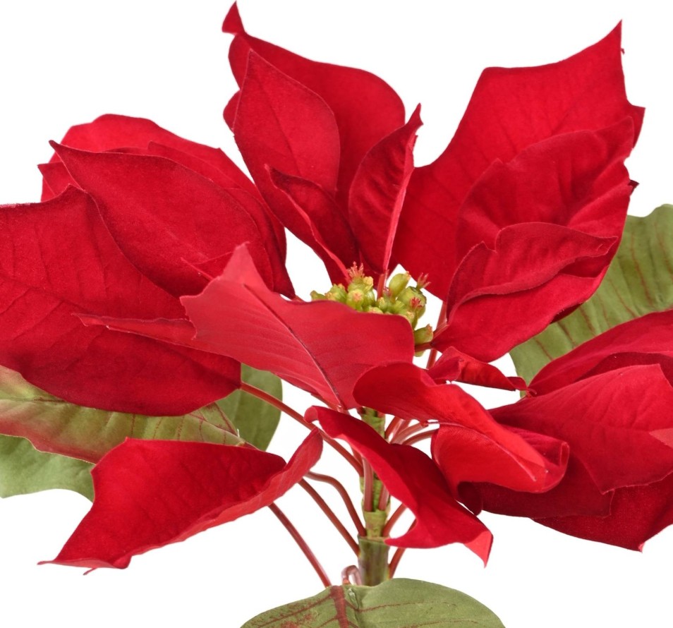 WIDE-STEMMED POINSETTIA