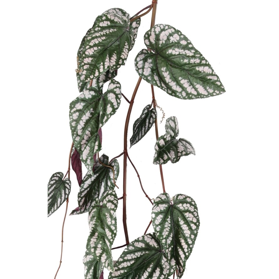 BEGONIA MACULATA