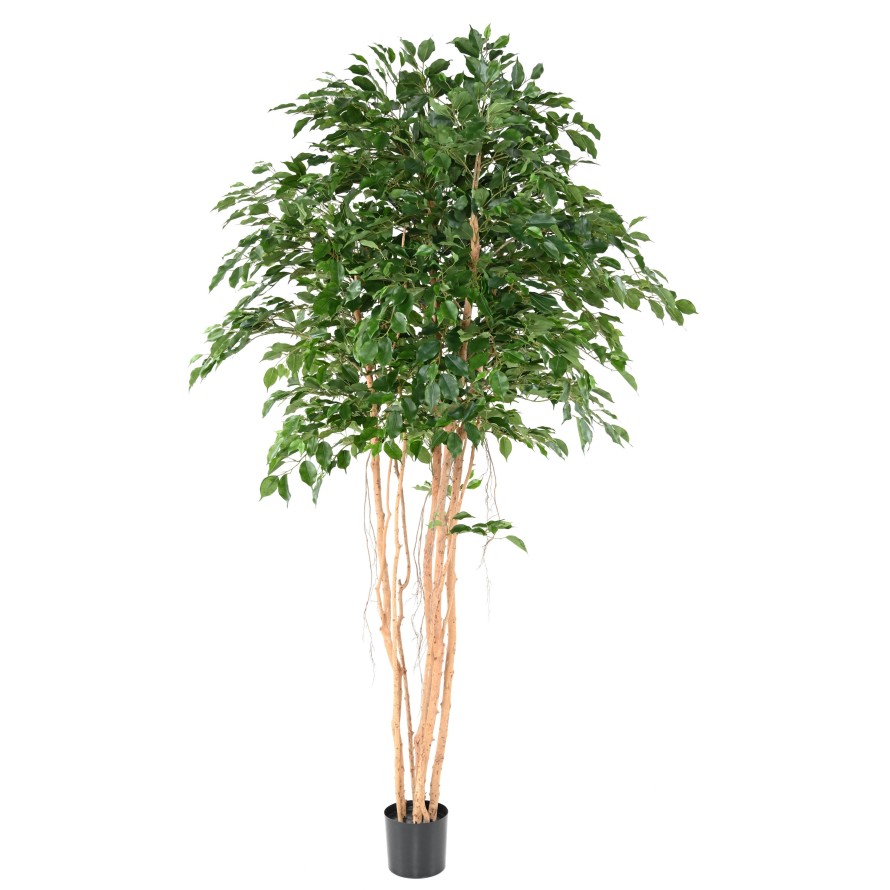 FICUS EXOTICA MT 260