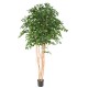 FICUS EXOTICA MT 260