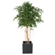 FICUS EXOTICA MT 260