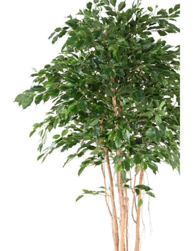 FICUS EXOTICA MT 260