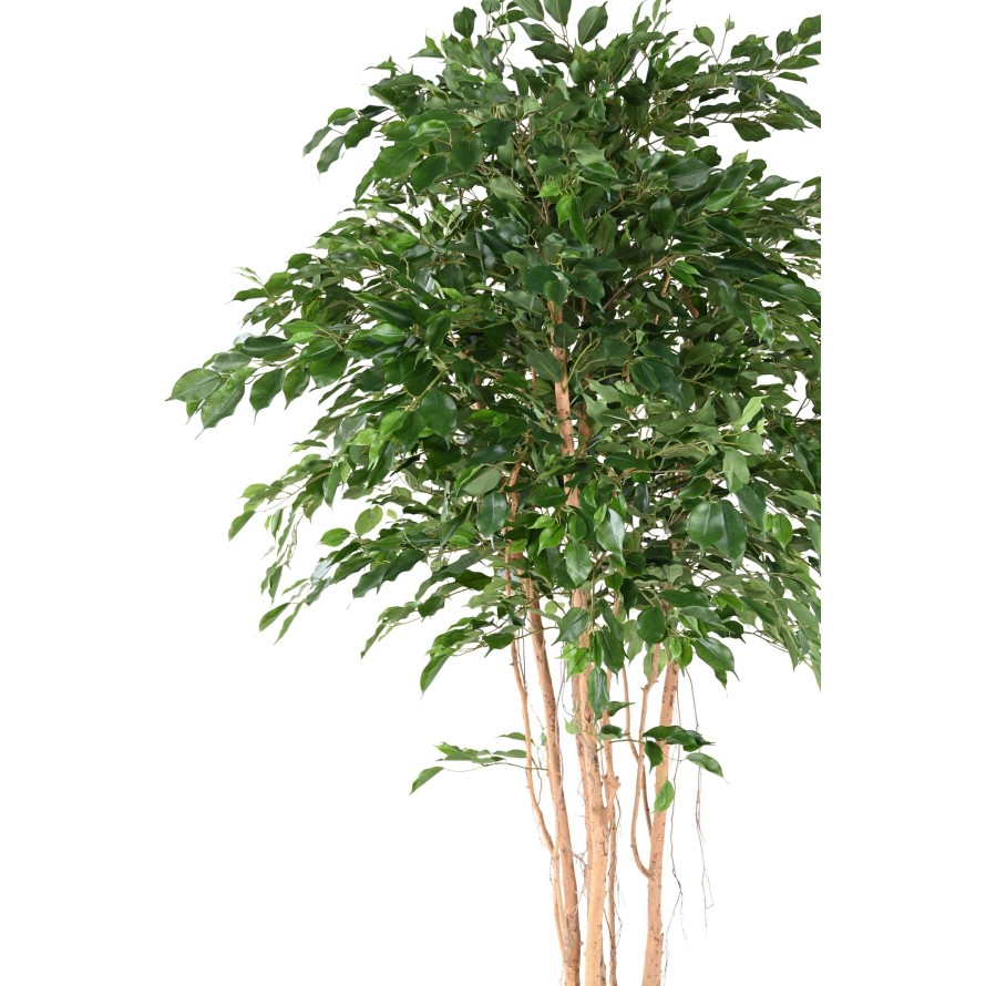 FICUS EXOTICA MT 260